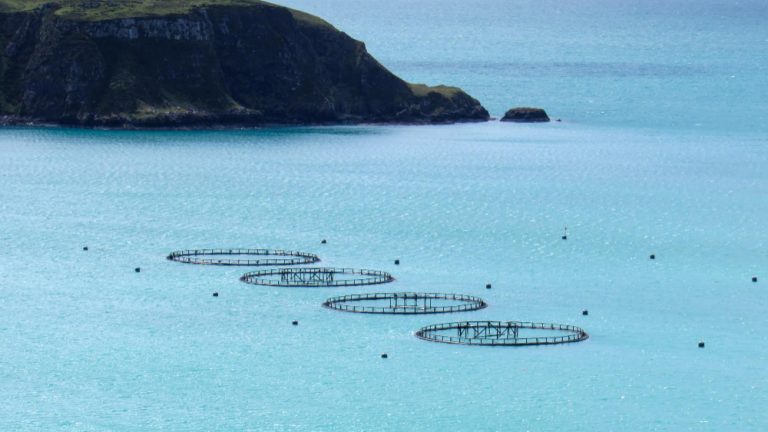 aquaculture-system-design-and-harbourside-aquaculture-trials